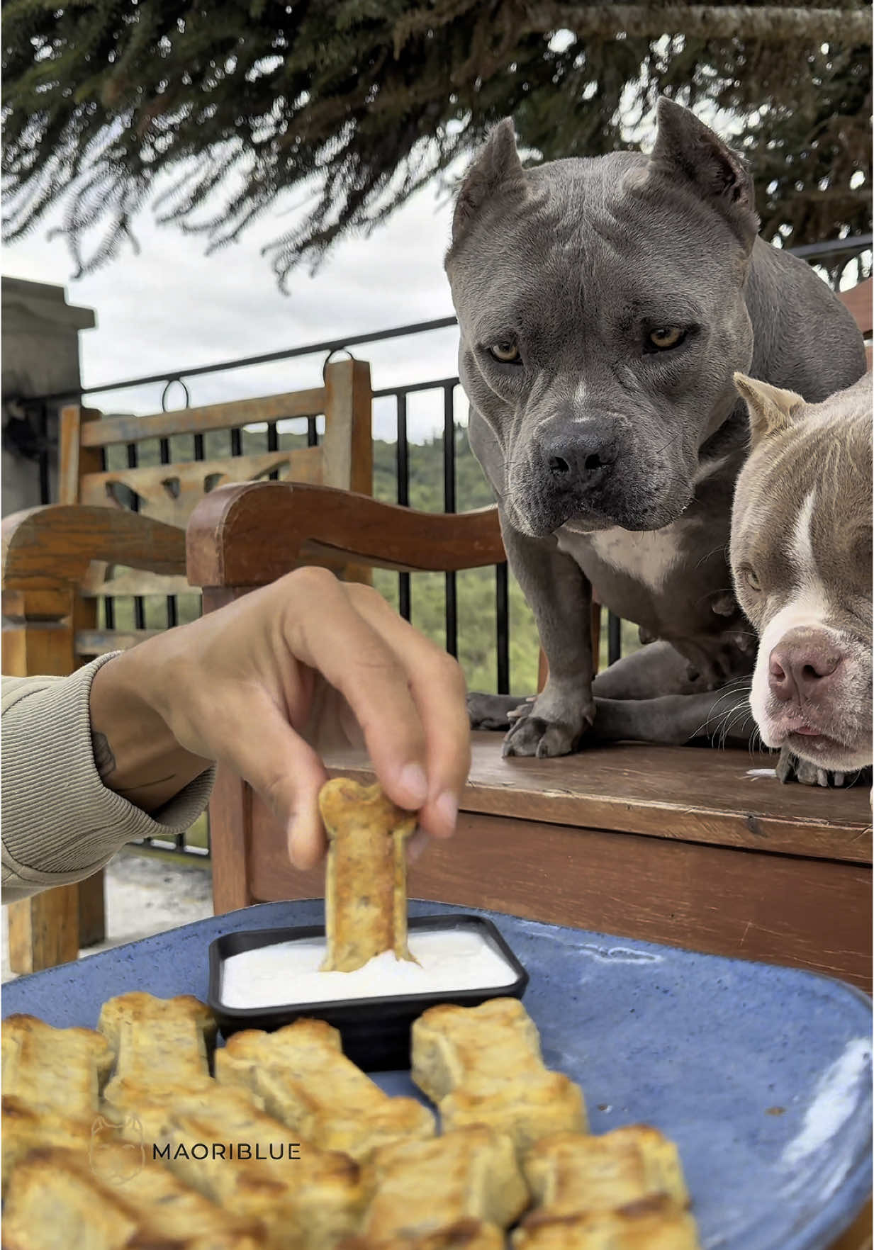 Biscoito de aveia com iogurte natural 🐾