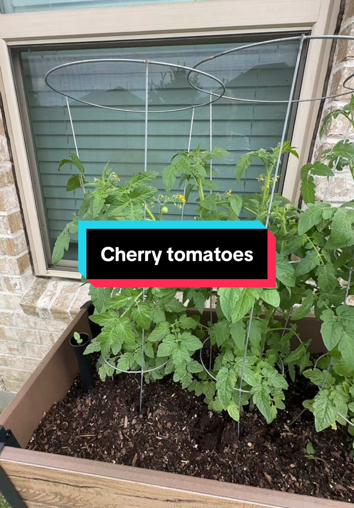 #gardenupdate #tomatoesoftiktok #cherrytomatoes 