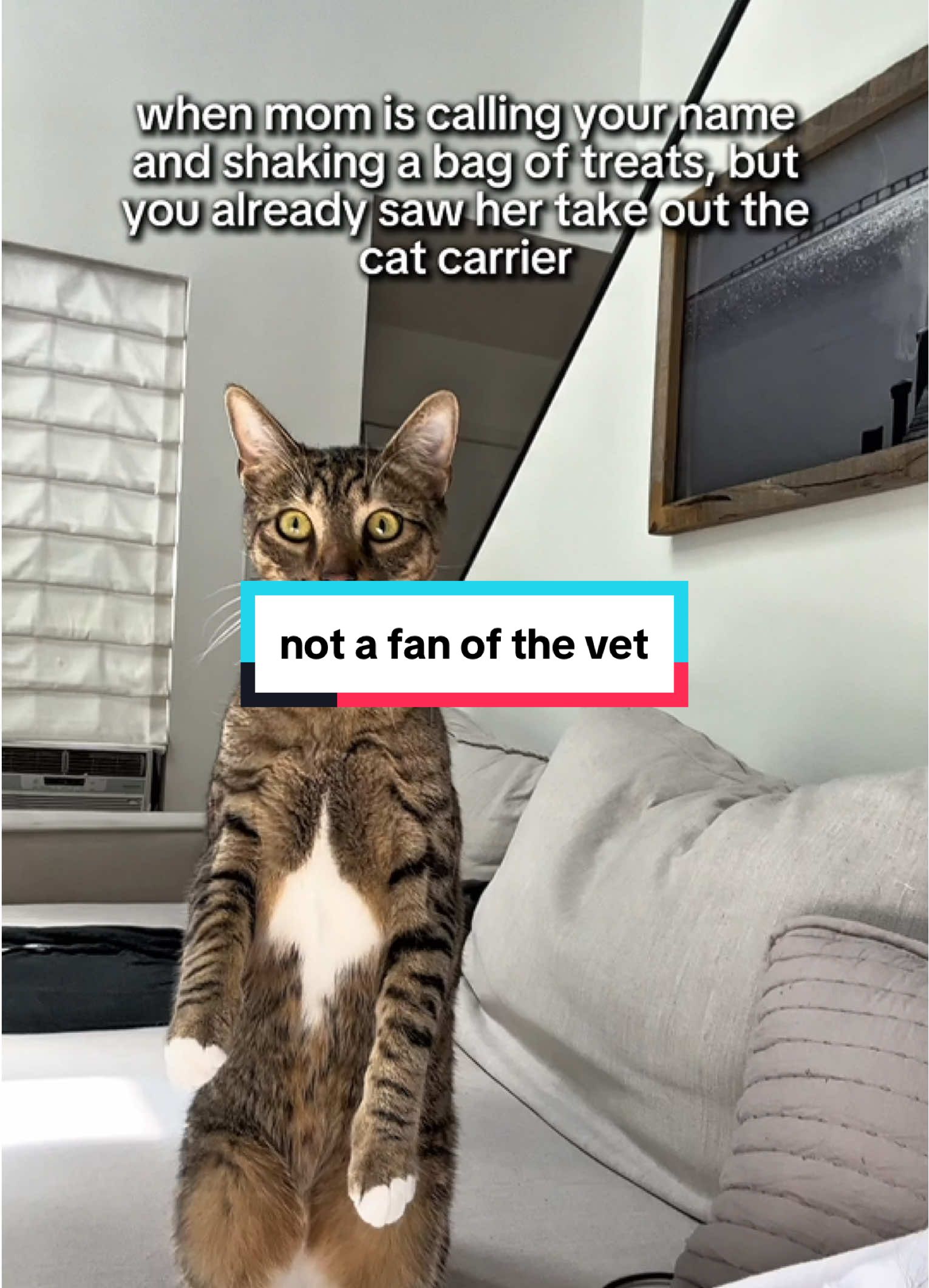 he’s not a fan of going to the vet