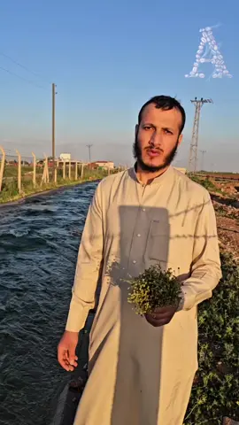 البابونج وفوائده العجيبه👇  نبات مجرب لمن يعاني من إلتهابات العيون والحساسية من الضوء والحكه والعطاس المزمن