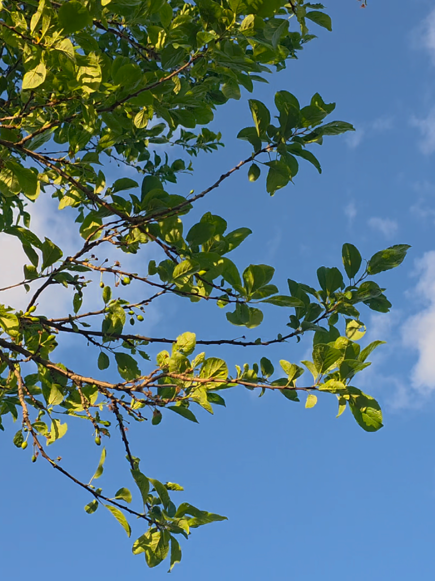 watching the wind blow through the trees 🍃  #fyp #calm #aesthetic 