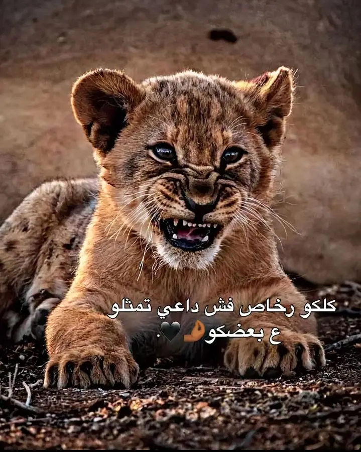 #ناصره_شامخه🦅👑 #مصمم_فيديوهات🎬🎵 #مشـــــ♻️تیک♻️توک♻️ـــاهیر 