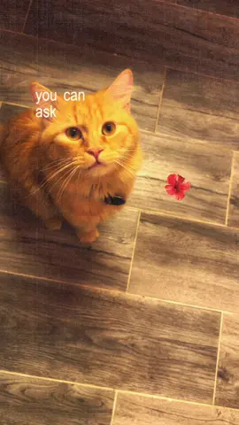 #CapCut 