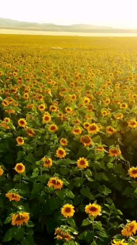 #nature #sunflowers 