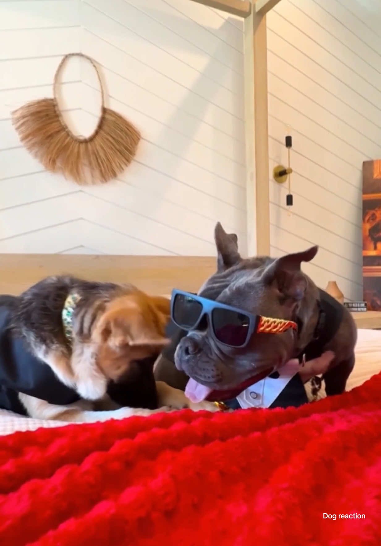 Krodie got herself a rich boyfriend 😂 @Krodiekazi @HOUSE OF GUNTHER 