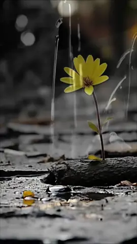 #حديث #حسن_الخلق#النبي_محمد_صلى_الله_عليه_و_آله_وسلم #foryou #tiktok #