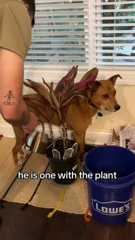 yes I know the plant is on the brink of death 🥲 #derpydog #funnydog #houseplants #boydog #rescuedog #cutedog 