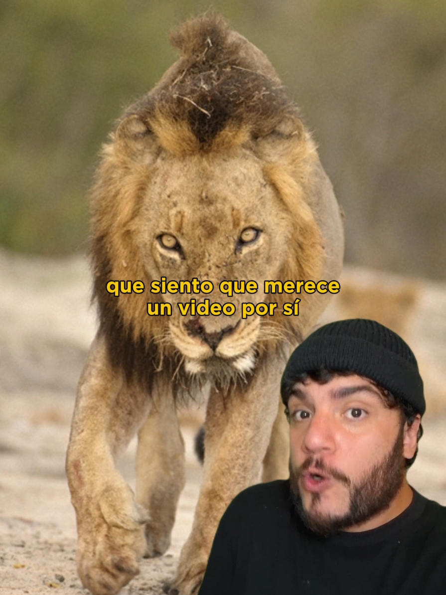PT1| Hermanos Mapogo: la historia completa #leones #mapogos #historias 