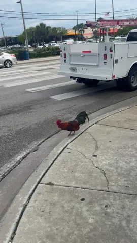 Guys! It finally happened! A chicken crossed the road! But why? 😂🐓🐓 #Animals #Chicken Credit: @benjaminrisner32 #FYP #Foryourpage #animalsoftiktok