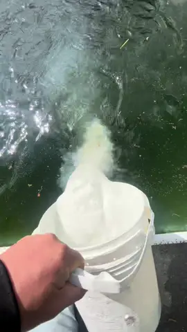 Using Calcium Hypochlorite shock is the strongest way to shock your pool & kill algae effectively #poolcleaning #greentoclean #poolshock #swimmingpool #nastypool #pooltok #poolchemicals 