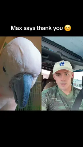#duet with @Braydon Lane Blecher #cockatoo #MrMax 