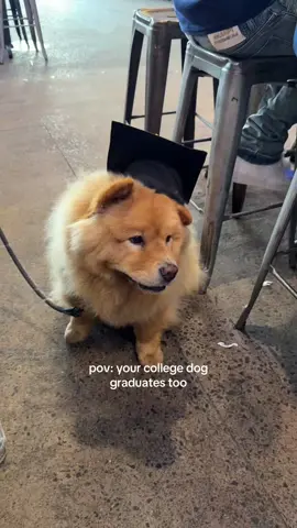 he did it! @Kodak The Chow  #college #collegelife #graduate #graduation #collegegraduation #CollegeFootball #pennstate #bar #pmans #fyp #chowchow #dogsoftiktok #chowchowpuppy 