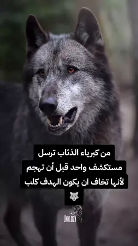 #الذئاب #عبارة_فخمة؟🥀🖤 #تصميم_فيديوهات🎶🎤🎬 