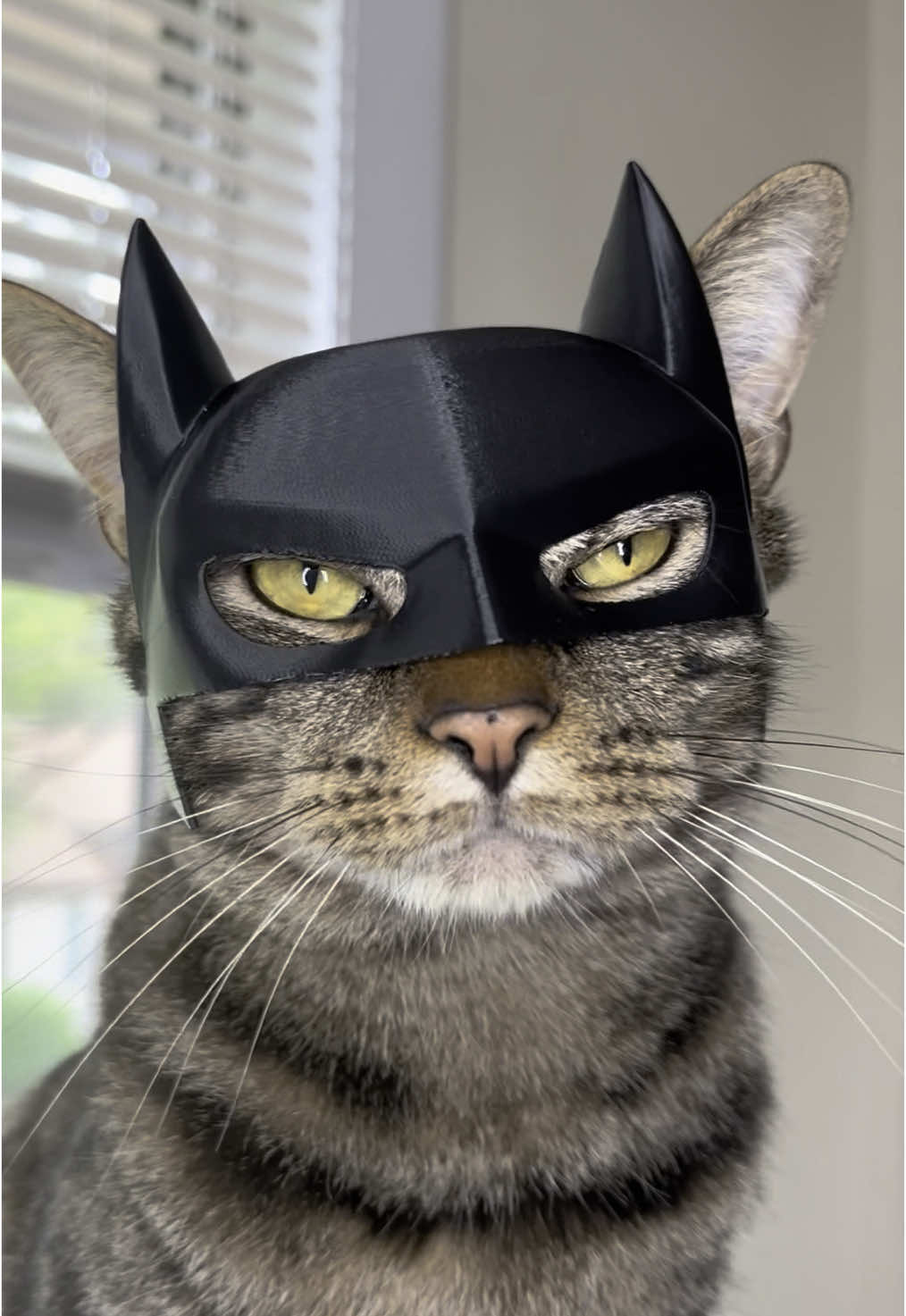Bat bimbus 🦇🐱 #bimbusprintables #catsoftiktok #3dprinting #elegoo #batman #batcat 