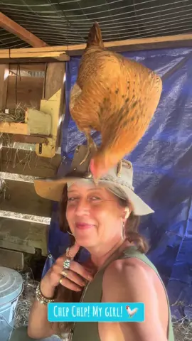 #mygirl #chip #chipthechick #hen #chicken #head #and #shoulders #for #the #Love #hensoftiktok #fyp 