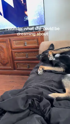 #PetsOfTikTok #dogsoftiktok #animalsoftiktok #sleepyhead #daydreaming #foryou 