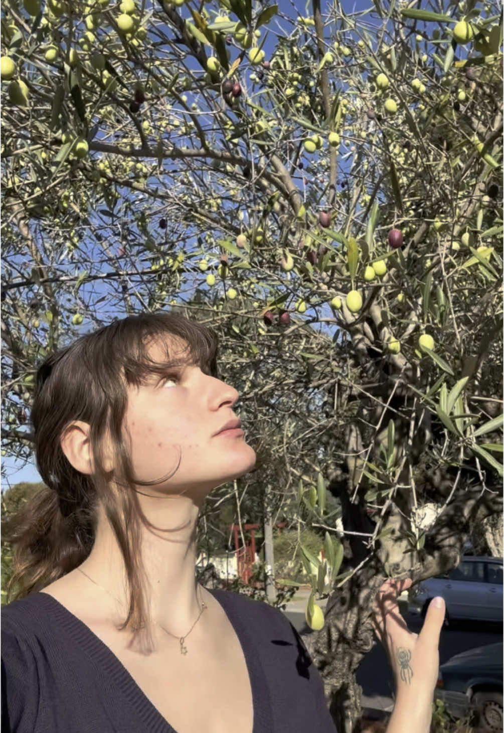 Have you got an olive tree in your yard? Let me help you with that. 🫒 