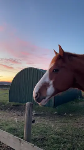 Ahh hest