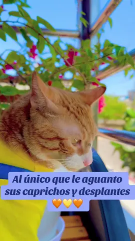 #gatos #gatosnaranjas✨🧡  #teaprovechas #CapCut  FILOMENO TAMARINDO ME TIENE A SUS PATAS 😂🐾