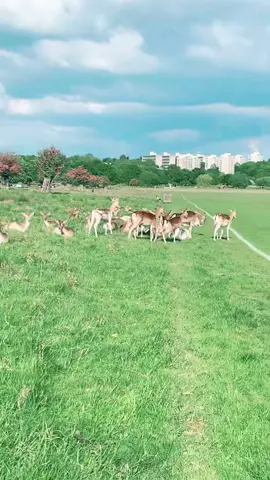 #happymoment #LoveIsLove #lovelife #beautifullife #enjoyeverymoment #enjoylife #richmondpark #monitization2025 #reelsinstagram2025 #reelsviralシ #reels__tiktok #reelsfb 