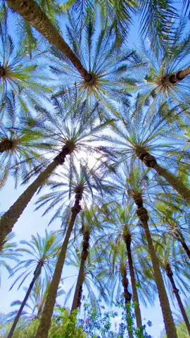 #الجنوب_التونسي #🌴 #توزر #🇹🇳 