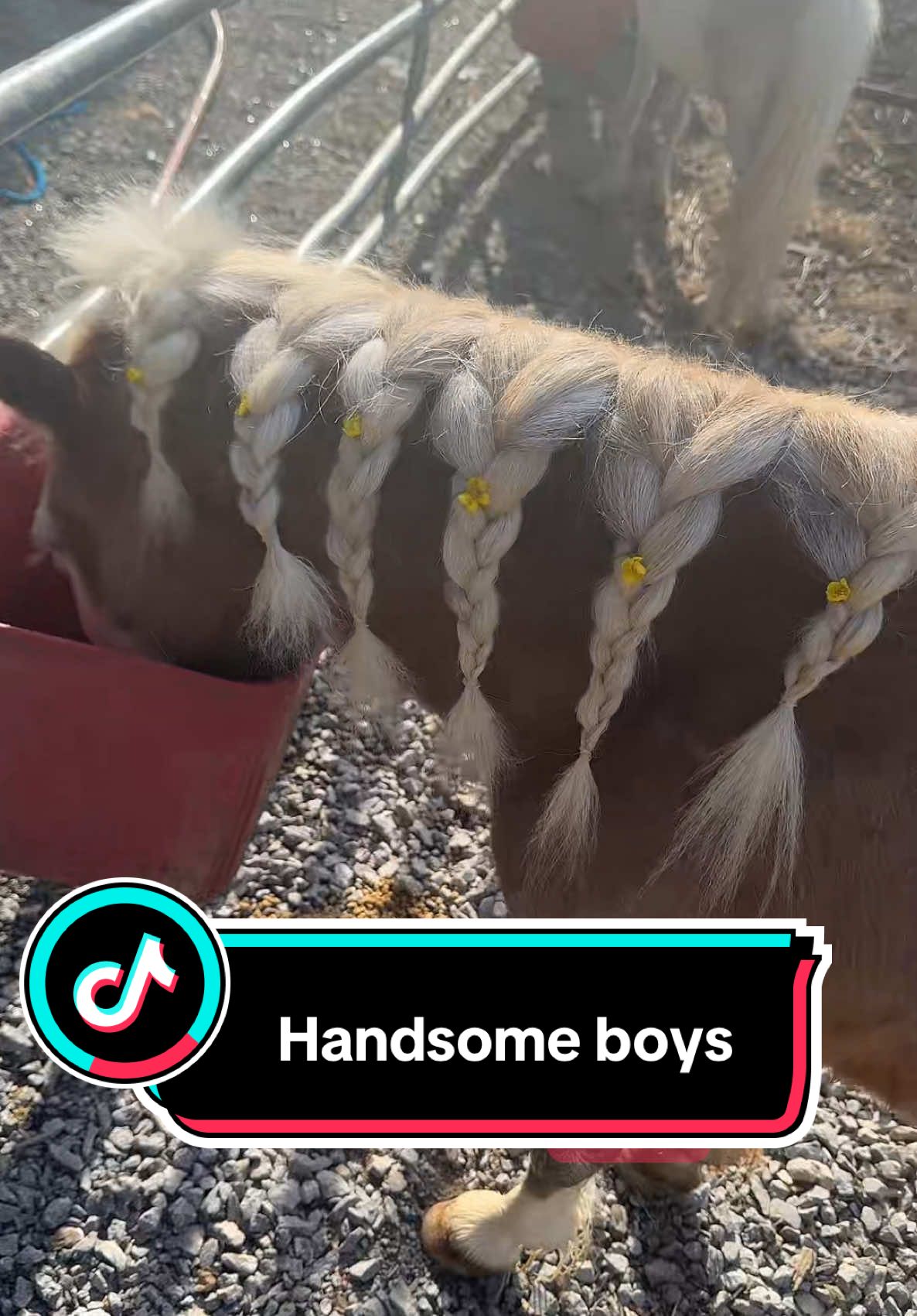 The pre clip prep to make things easier #farm #mini #minihorse -#horse #horsetok