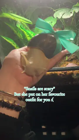 The sweetest little baby #cutesnail #petsnail #pets #goth #stretchedseptum #0g #rainbowhair #cute #giantafricanlandsnail #fyp