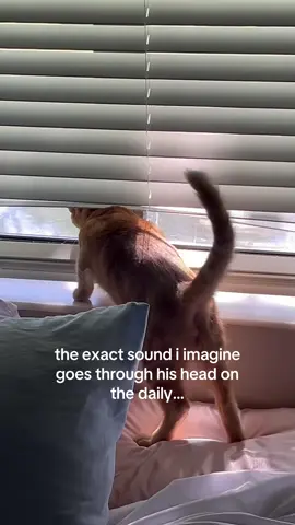 he just likes to look out the window 