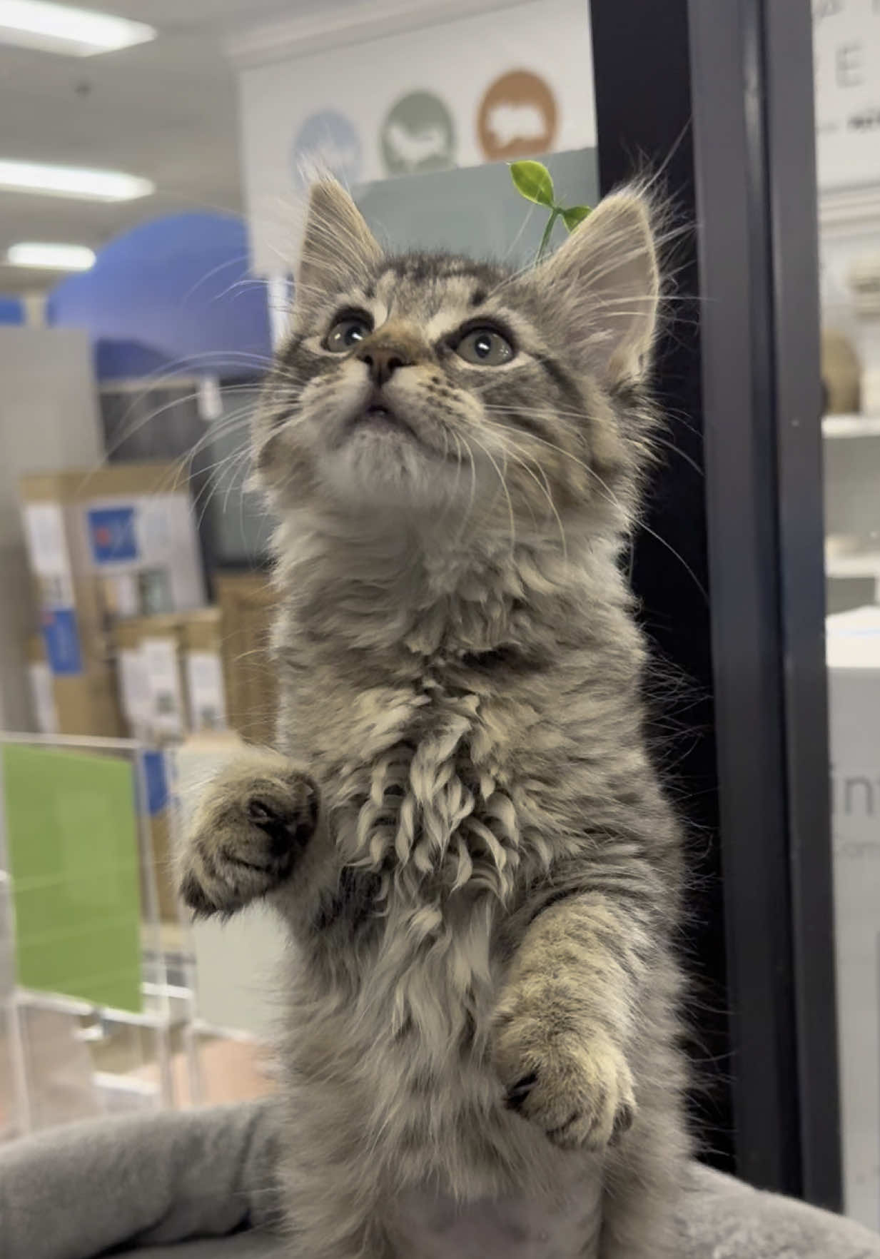 Say hello to Kimmy! 🌱 This fluffy little pikmin is 2 months old and up for adoption! She is located at the Kennesaw Petsmart and is fully vetted! ❤️ Come in and see her!!! ❤️❤️❤️❤️ We will be holding walk-in adoptions at the Kennesaw location. We will be there Wednesday, Thursday and Friday from 4-8pm, Saturday 11am-5pm, and Sunday 12-5pm!  Our Hiram location will have adoption appointments available upon request and walk-in adoptions on Saturday from 11am-5pm!  Kitty Angel Rescue is a non-profit rescue that relies on the help of our community to support our mission of reducing the amount of cats in local animal controls. If you would like to help, please consider donating to our cause. Our link is in the bio, and our website is www.kittyangelrescue.com! Any amount helps. Thank you so incredibly much! ❤️ 💌 Cashapp: $kittyangelrescue  #cat #catsoftiktok #cats #catlover #cattok #catrescue #rescue #rescues #kittyangelrescue #adopt #adoption #adoptions #adoptme #kitten #adopts #kittens #kittensoftiktok #hiramga #hiram #kennesaw #kennesawga #metroatlanta #atlanta #atlantageorgia #atl #pikmin @PetSmart 