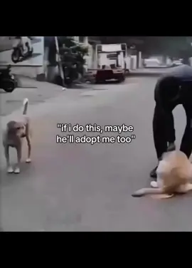 dogs do mimic other dogs, and this behavior is known as allelomimetic behavior or social learning. It's a natural, instinctive process that begins early in puppyhood (around 5 weeks old) and continues throughout their lives. This mirroring behavior helps them learn and adapt within their social group.