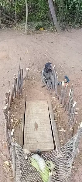 ###pegando nico ao vivo##