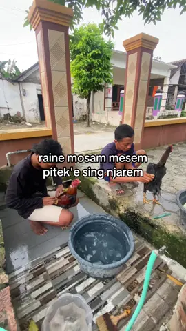 #ayambangkoksuper #kesenjangansosial 