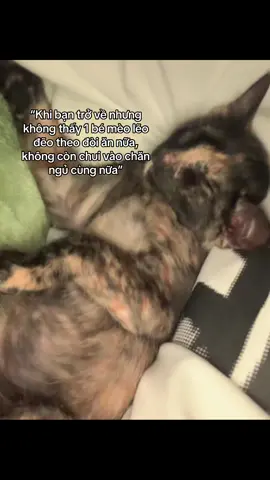 Đến bé mèo cũng bỏ t rồi…#qtoan 