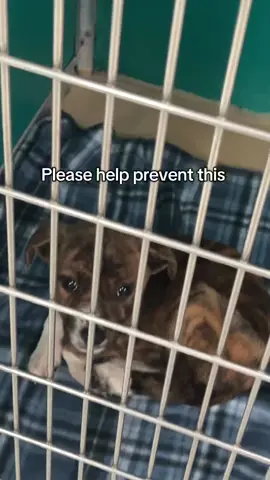 There is NO reason why you shouldn't spay/neuter your animals. It doesn't matter if you don't PLAN to breed... accidents can only happen if your pets aren't altered. There are so many studies that show the health benefits from it also. Please help save lives. #foster #rescue #adopt #shelter 