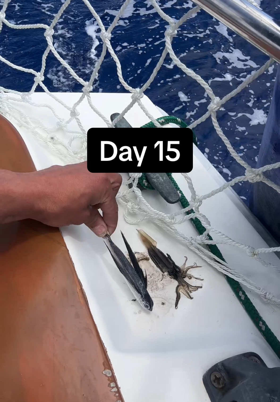 Day 15 sailing from Oregon to Hawaii. Shout out to @Jerome Rand for the great advice.  #sailing #sailinglife #fyp #dream 