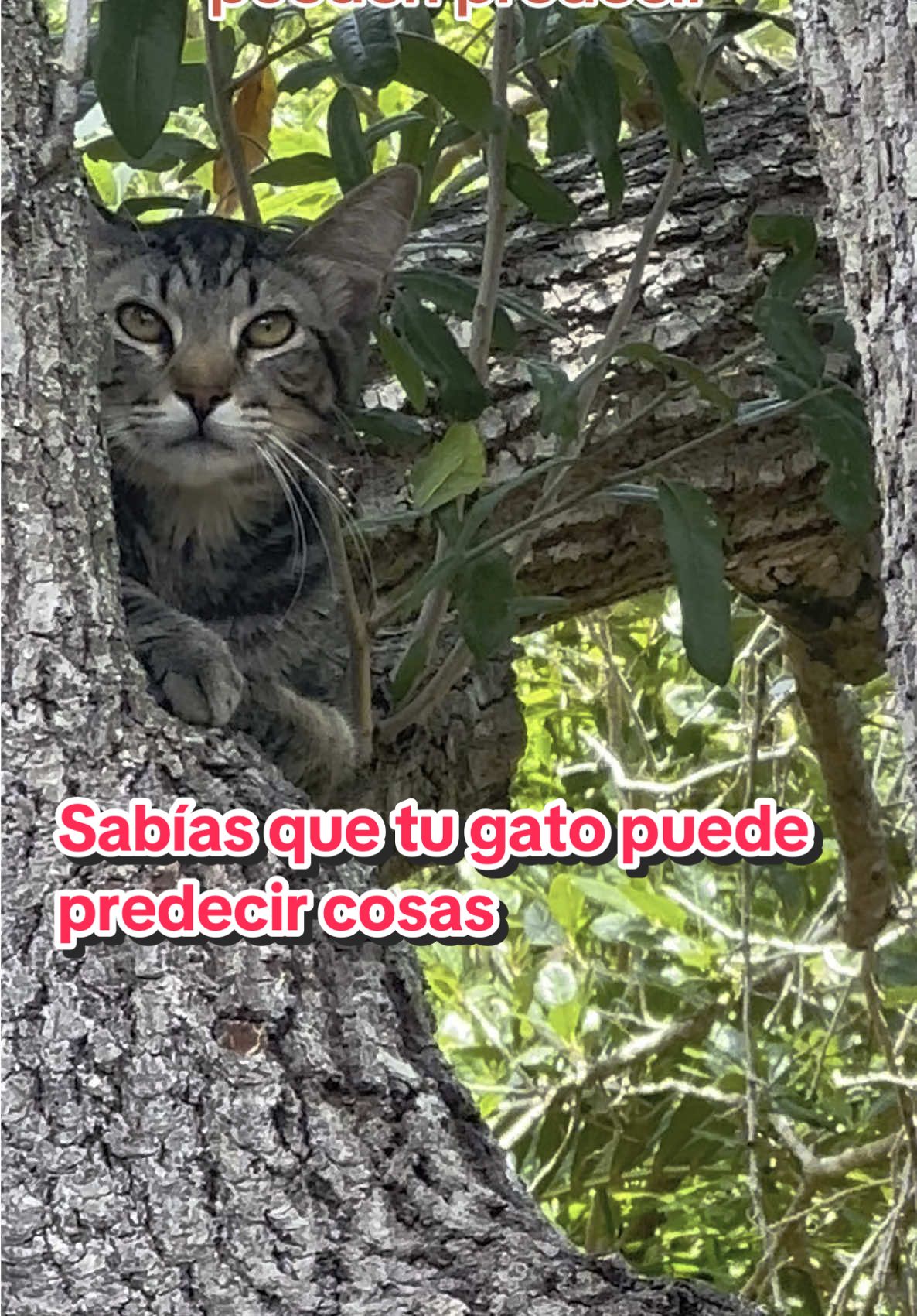 Los gatos han sido considerados místicos por siglos… ¿Y si te dijera que pueden predecir cosas antes de que sucedan? Hoy te mostramos 7 cosas que los gatos pueden anticipar mejor que nosotros#gatos #catslovers #cats #felinosgatitos #gato #catlover #cat #losgatos 