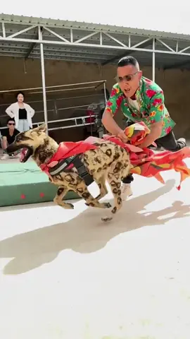 Flying over the eaves and walking over the wall, one minute on the stage and ten years off the stage!#Pet #Tiktok #dog #dogsoftiktok #Cute #dogs #A #Thrilling #PetsOfTikTok #goodthing #Cute pet debut plan