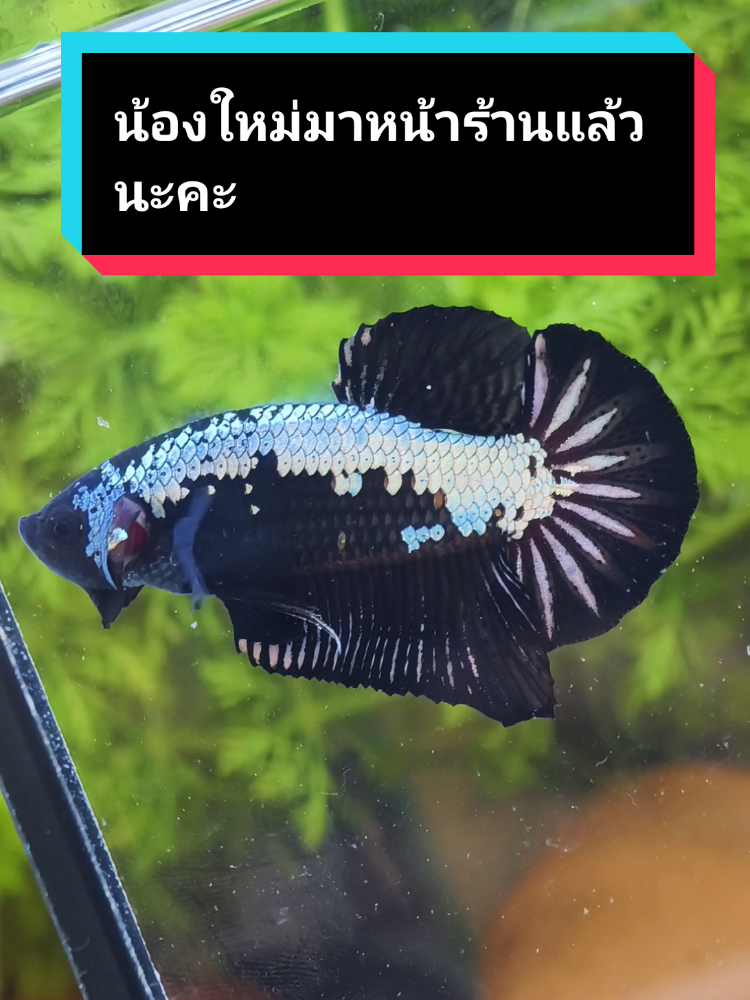 มาค่ะหน้าร้านยินดีต้อนรับค่ะ  #bettafish #ปลากัดสวยงาม #ปลากัดสมุทรปราการ #ร้านปลากัด 