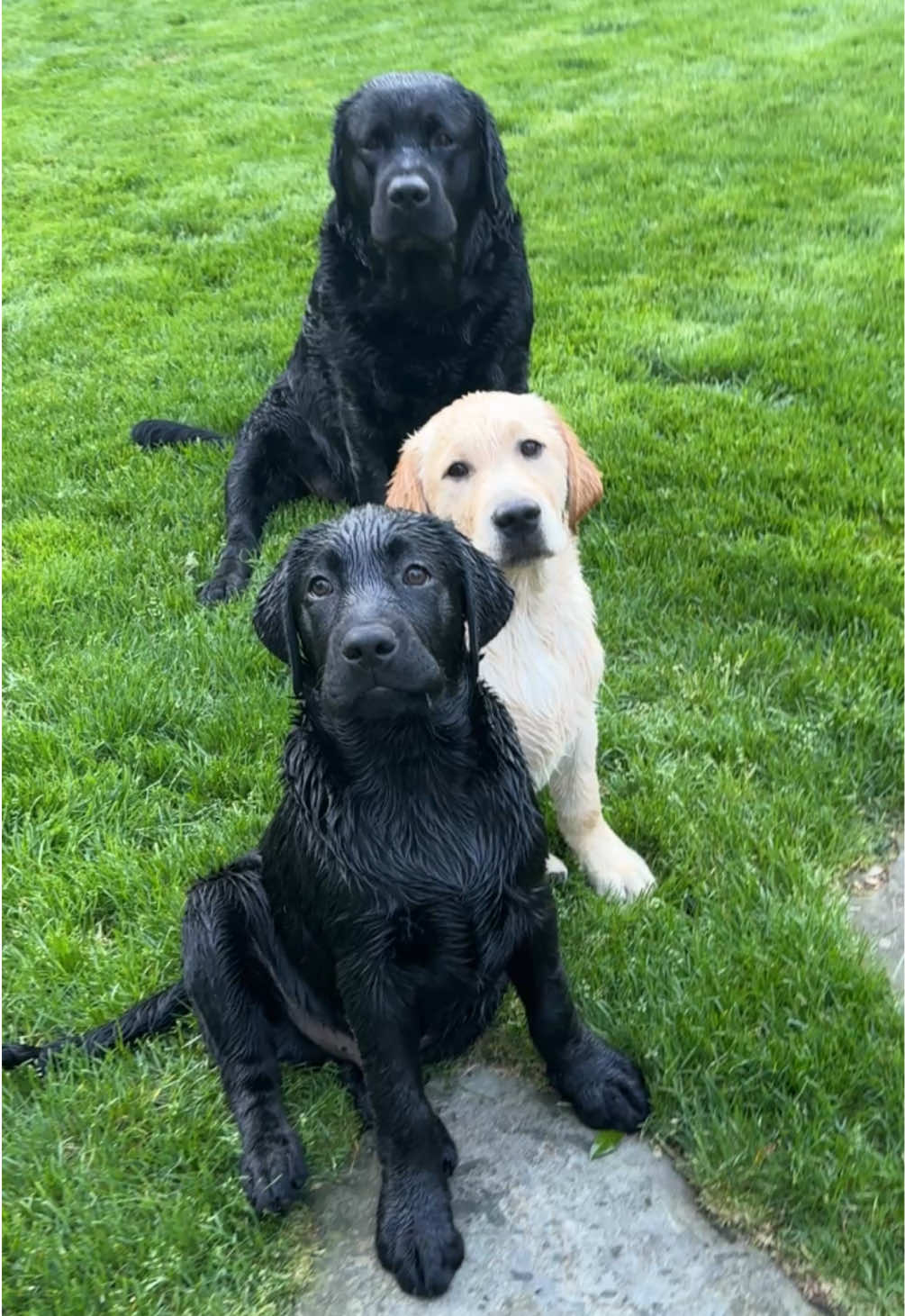 Just a Dad & his boys🖤💛🖤#dad #boys #puppies #thelbbeffect #foryoupage #fyp #fypシ #foryoupageofficiall #trending #ticktock #trend #dogmom 