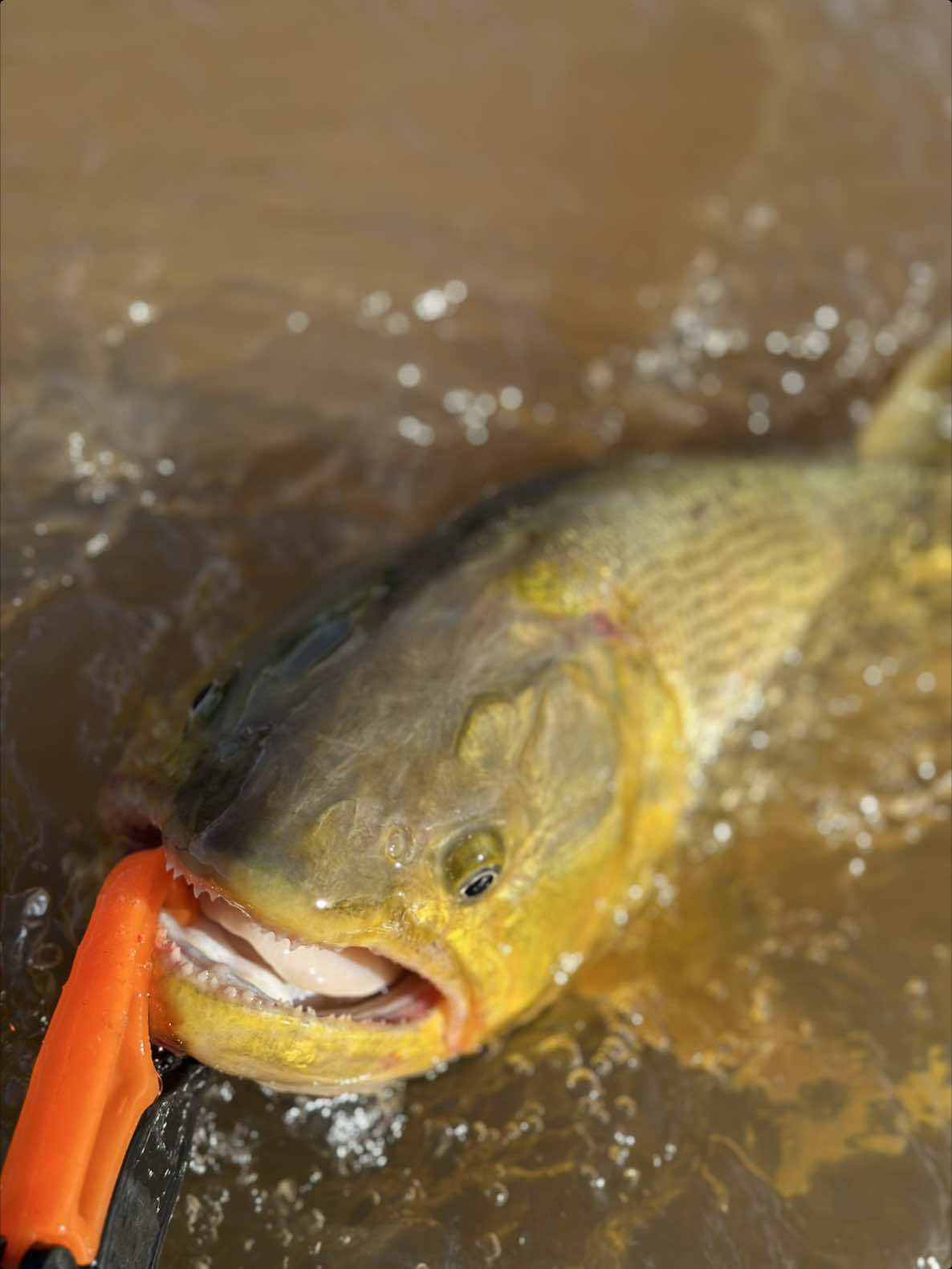 Douradão 🎣 Isca inna 110 - Verde  #CapCut #🎣 #pescaesportiva #fishing #pescaesolte #pesca #brasil #fly #tiktok #foryou #fish #matogrosso #pescaria #dourado 