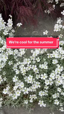 The Kids Mineral SPF 50 Sunscreen Spray is a cool and convenient sunscreen. I love how easy it is to use. The design is cute too, perfect for kids to use. It provides strong sun protection without the mess, perfect for active kids and busy days. I like it a lot and definitely recommend it for everyday outdoor fun.  @influenster #complimentary @Blue Lizard Sunscreen #BlueLizardSunscreenInfluenster #BlueLizardSunscreen