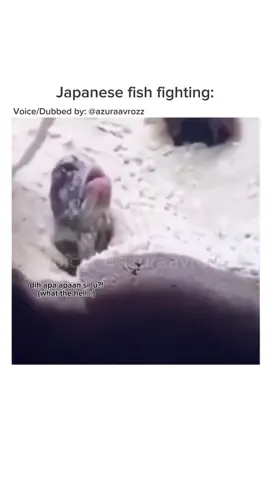 alamak langsung diludahin gitu wak😂 Voice: Me (@azuraavrozz) Credit: (unknown) please DM for credit or removal! FOLLOW FOR MORE! Open request custom voice, paid promote, endersment! Link on bio/DM me. #azuraavoice #dubbing #japanesedubbing #animaldubbing #voiceacting #voiceover