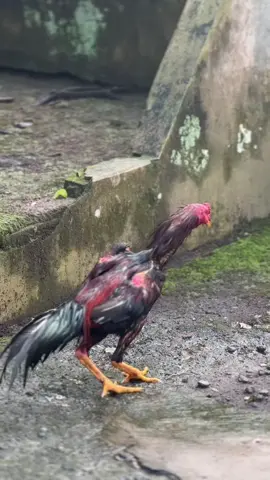 gaya jalanku sesuatu bahaya bagimu😇#bkclasik #shamo #ayamjago #fyp 