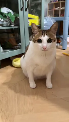 Uncle Bao #cat #catsoftiktok #cats #fyp #kucing #pet  #kittensoftiktok 