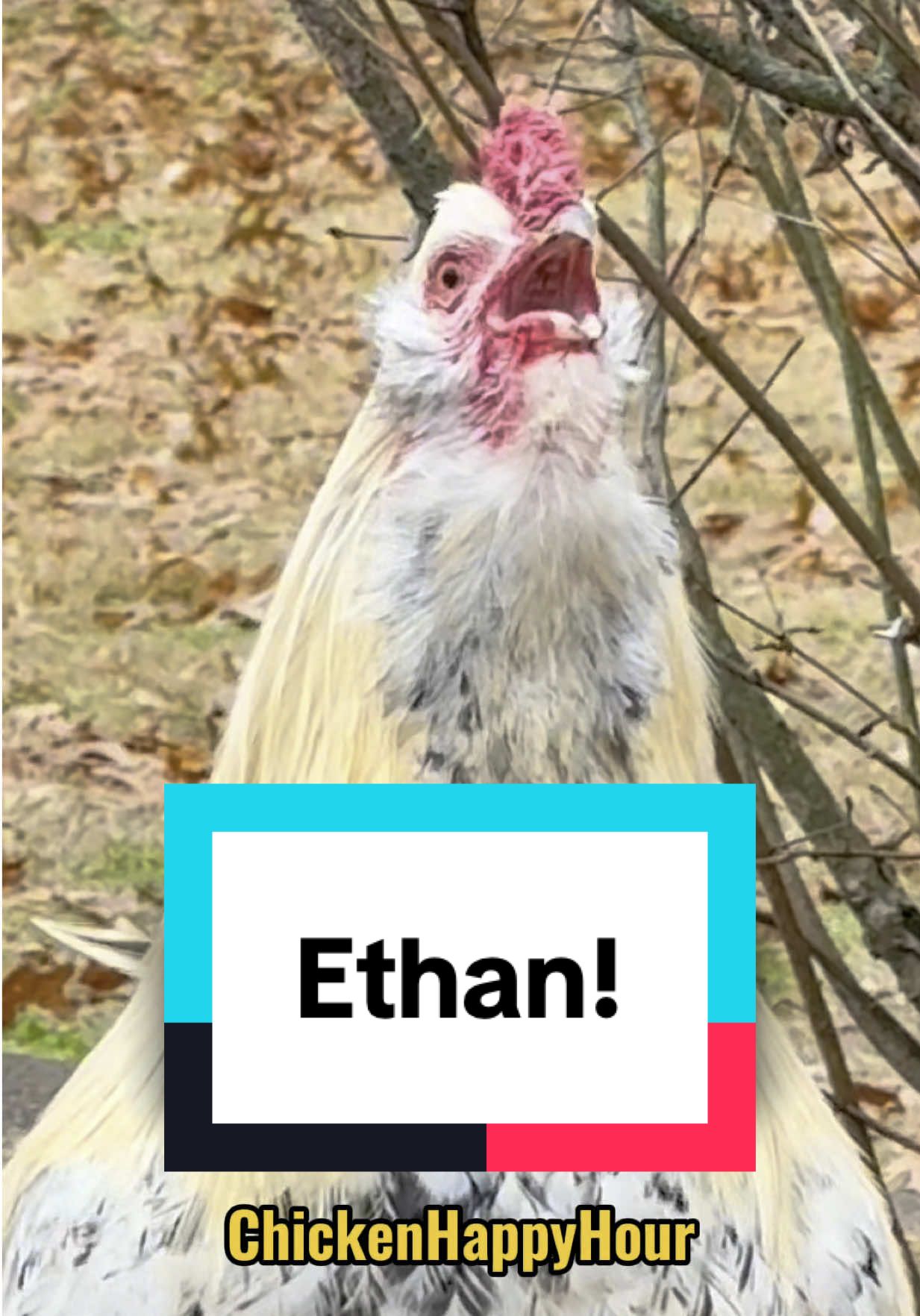 Where the CLUCK is ETHAN? #ethan #rooster #memesdaily #chickens #funny #chickenhappyhour  