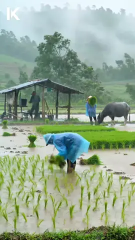 Rice Planting in the Rain | Authentic Rural Farming in Indonesia 4K #Indonesia #RiceFarming #RainySeason #VillageLife #TraditionalFarming #CountrysideIndonesia #4KNature #FarmLife #RiceField #NatureRelaxation #Agriculture #MistyHills #WaterBuffalo #RainSounds #ScenicIndonesia #TropicalFarming #AuthenticLife #SlowLiving #NatureIn4K #PlantingRice