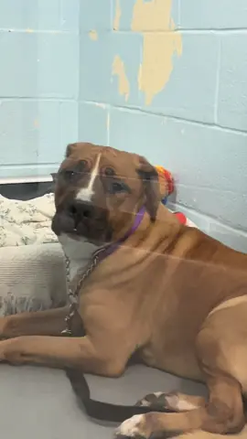 Just went to the shelter today and saw so many little cutie pies!🐶 I wish I could take them all home, but unfortunately that’s impossible🥹. If you’re looking for your new best friend, please give these sweet animals a second chance. Come visit them!📍11 River st. #Toronto #dog #fyp #rescuedog #adoptme #adoption ##torontolife #torontotiktok 