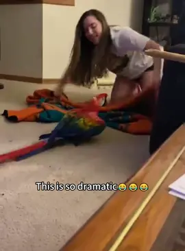 Dramatic parrots 🦜 👀#foryou #fypシ #funnyvideo #usa🇺🇸 #parrot #bird #parrotsoftiktok 