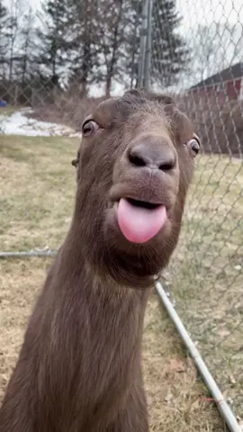 The goat sticks out its tongue. 😂😝 #goat  #goatsoftiktok  #animals  #fyp  #fypシ  #fypシ゚viral  #funnyvideos #funny #fyppppppppppppppppppppppp #fypシ 