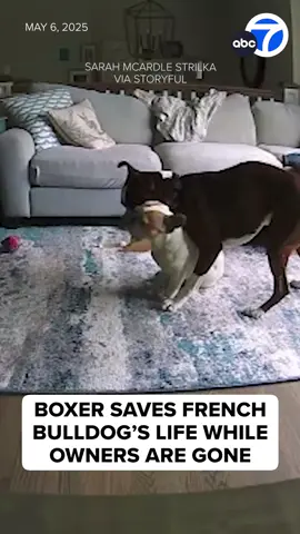 (5/6/25) #HERO DOG: A woman is crediting one of her #dogs for saving the other while she was out. Sarah Strilka says her French #bulldog Yogi has severe #epilepsy and started seizing at home. That's when her 16-month-old #boxer Reggie jumped into action, keeping Yogi upright and moving. That attention saved little Yogi from aspirating long enough for Strilka to get home. 🙏